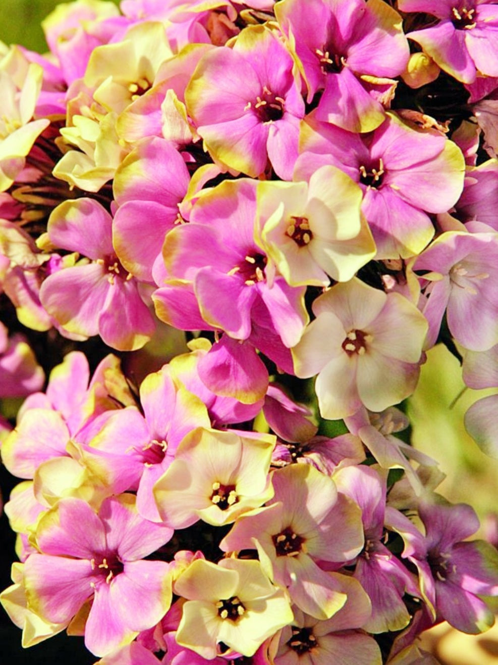 Phlox' Sherbet Blend