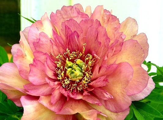 Paeonia' Itoh Hillary Peony