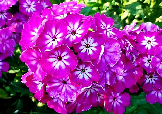 Phlox' Modern Art