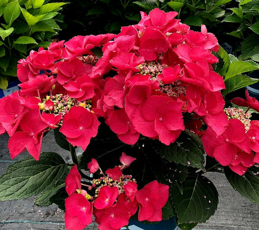 Hydrangea' Bloomables® Cherry Explosion