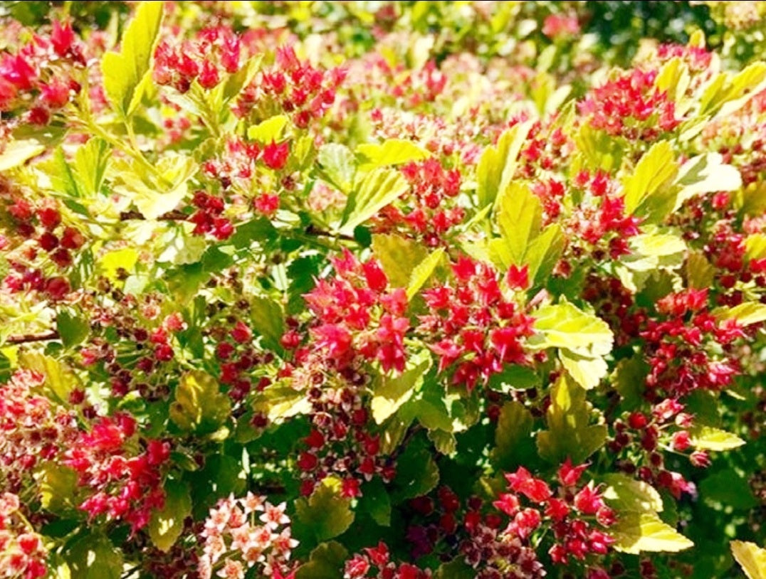 Physocarpus' Raspberry Lemonade™ Ninebark