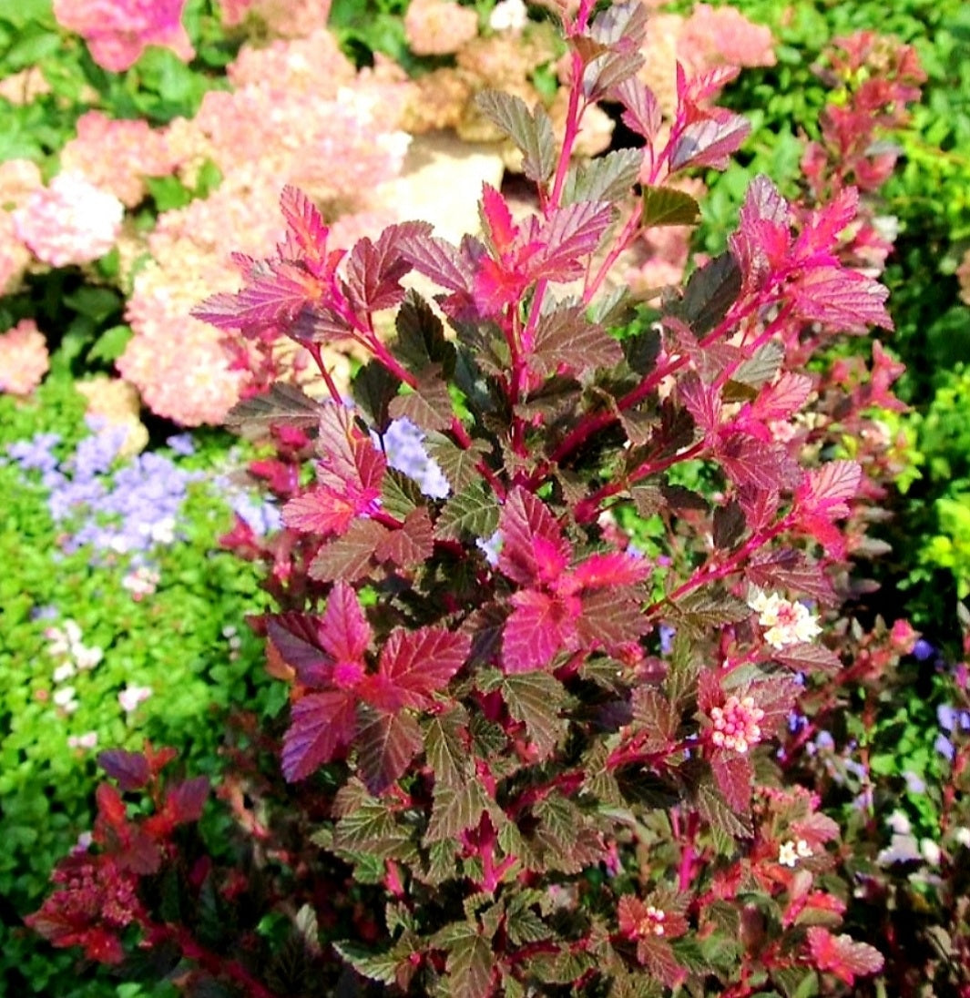 Physocarpus' Sweet Cherry Tea™ Reblooming Ninebark