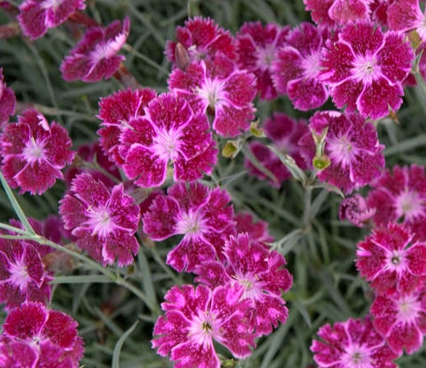 Dianthus' Sangria Splash