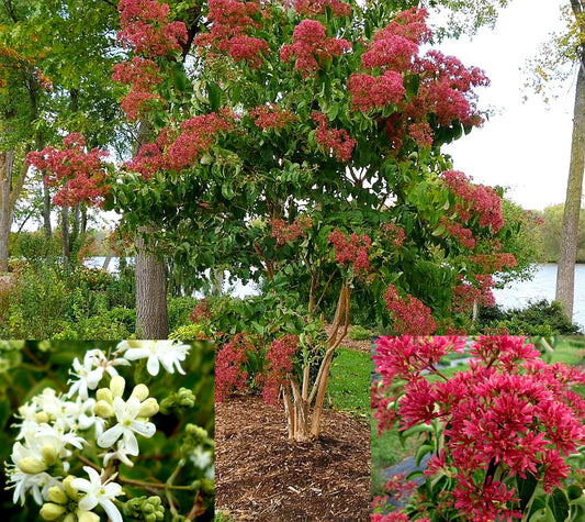 Heptacodium' Seven-Son Flower Tree