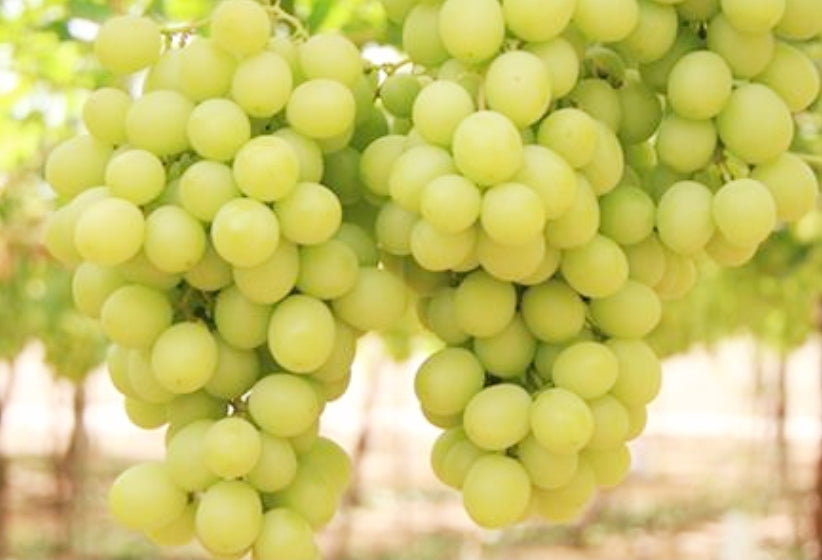 Vitis' Himrod Seedless Grape