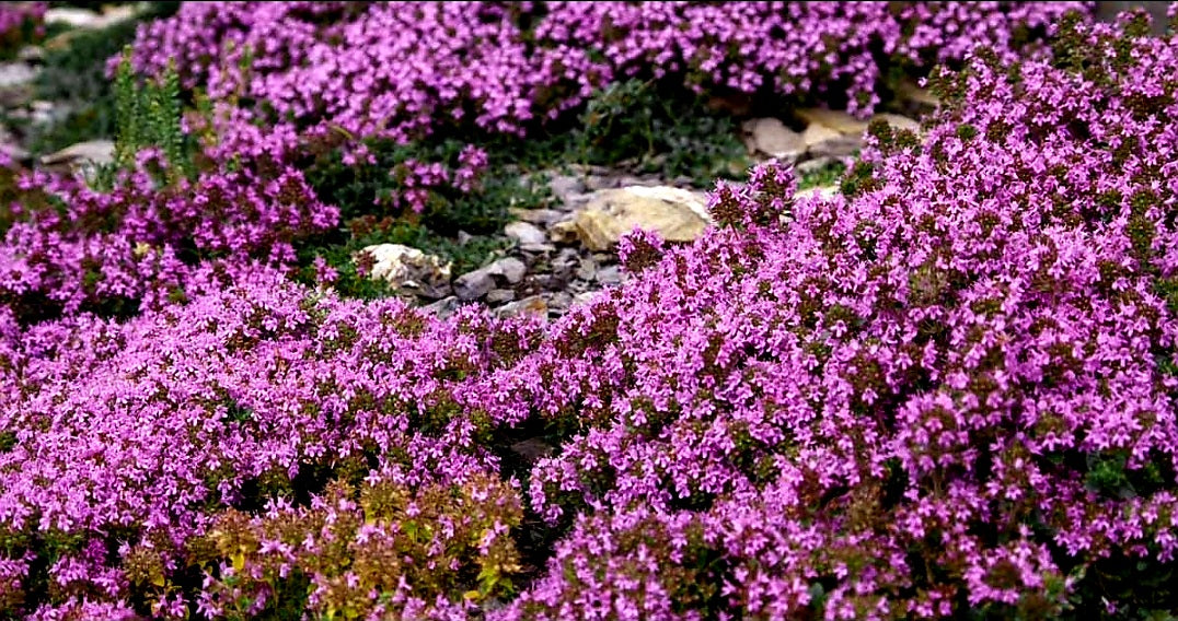 Thymus' Elfin Creeping Thyme