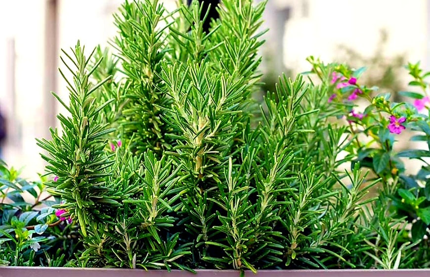 Rosmarinus' Arp Cold Hardy Rosemary