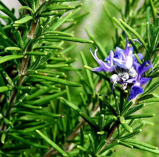 Rosmarinus' Barbecue Rosemary