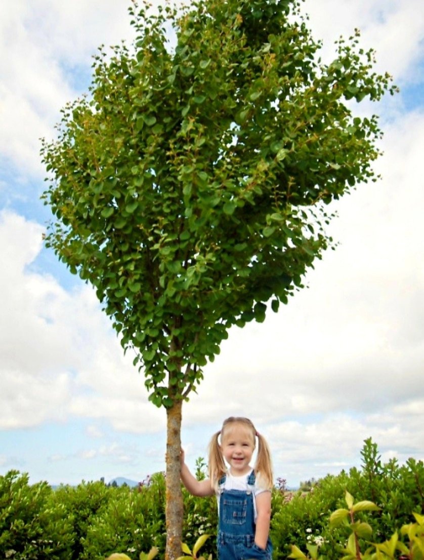 Cercidiphyllum' Hanna's Heart® Katsura Tree