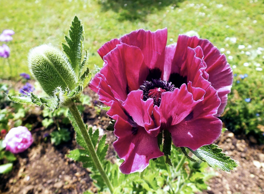 Papaver' Central Park Poppy