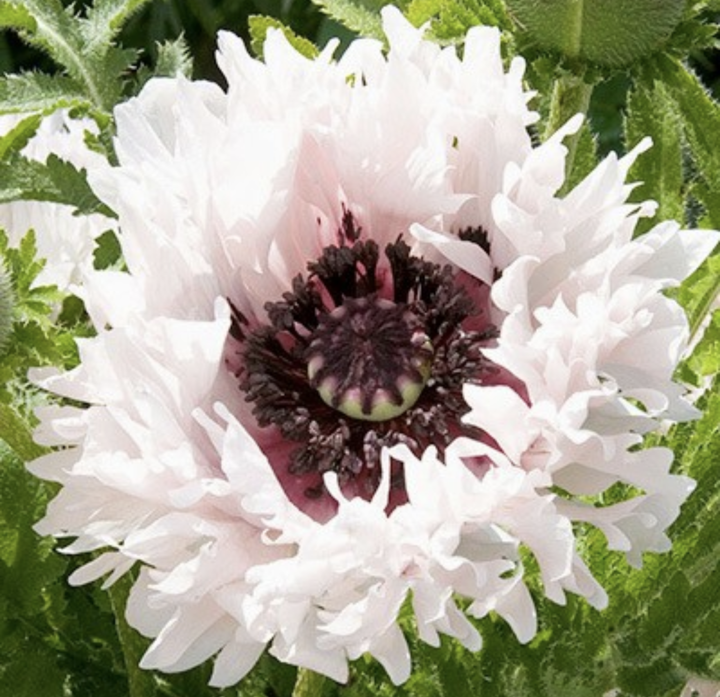 Papaver' White Ruffles Poppy