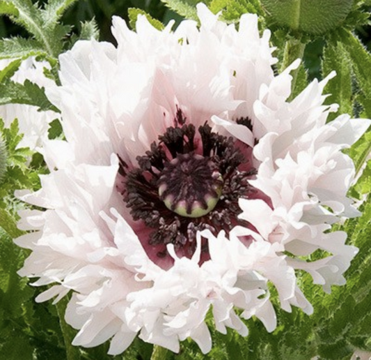 Papaver' White Ruffles Poppy