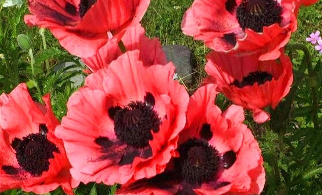 Papaver' Watermelon Poppy