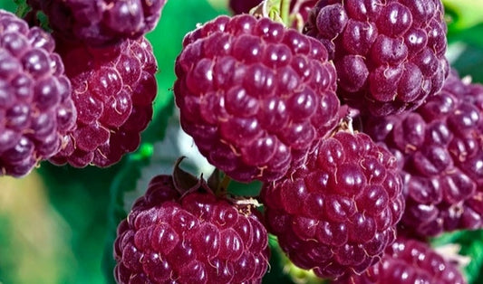 Rubus' Royalty Purple Raspberry