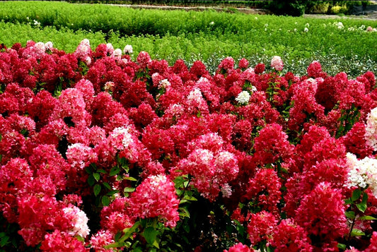 Hydrangea' Diamond Rouge