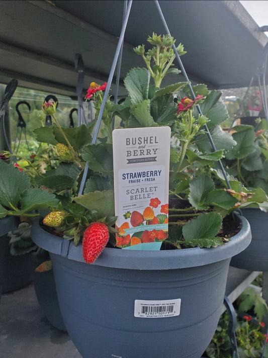 Fragaria' Bushel and Berry® SCARLET BELLE™ Red Flowering Everbearing Strawberry