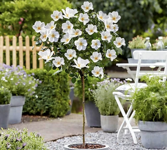 Rosa' White Knock Out® Rose Tree