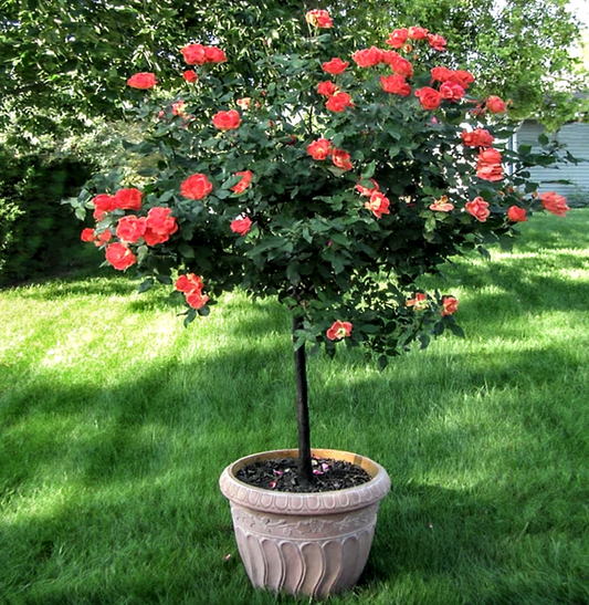 Rosa' Coral Knock Out® Rose Tree