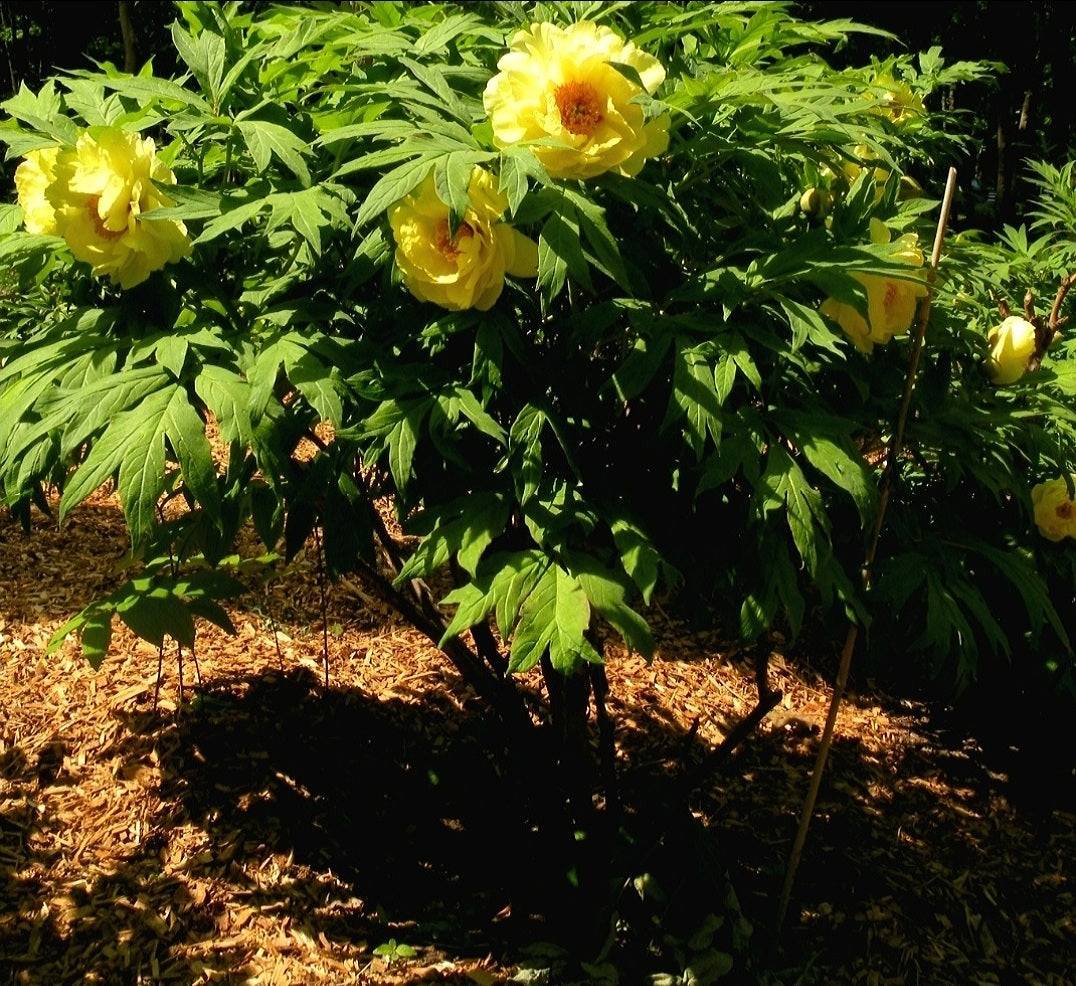 Paeonia' High Noon Tree Peony