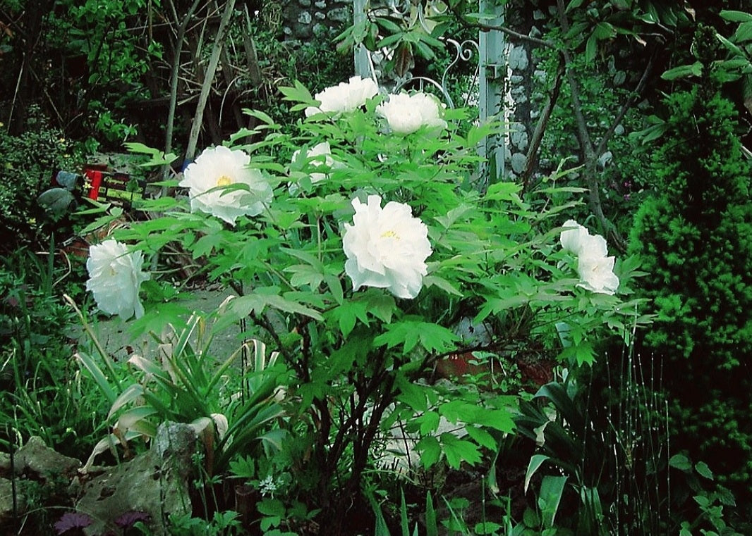 Paeonia' Snow Tower Tree Peony