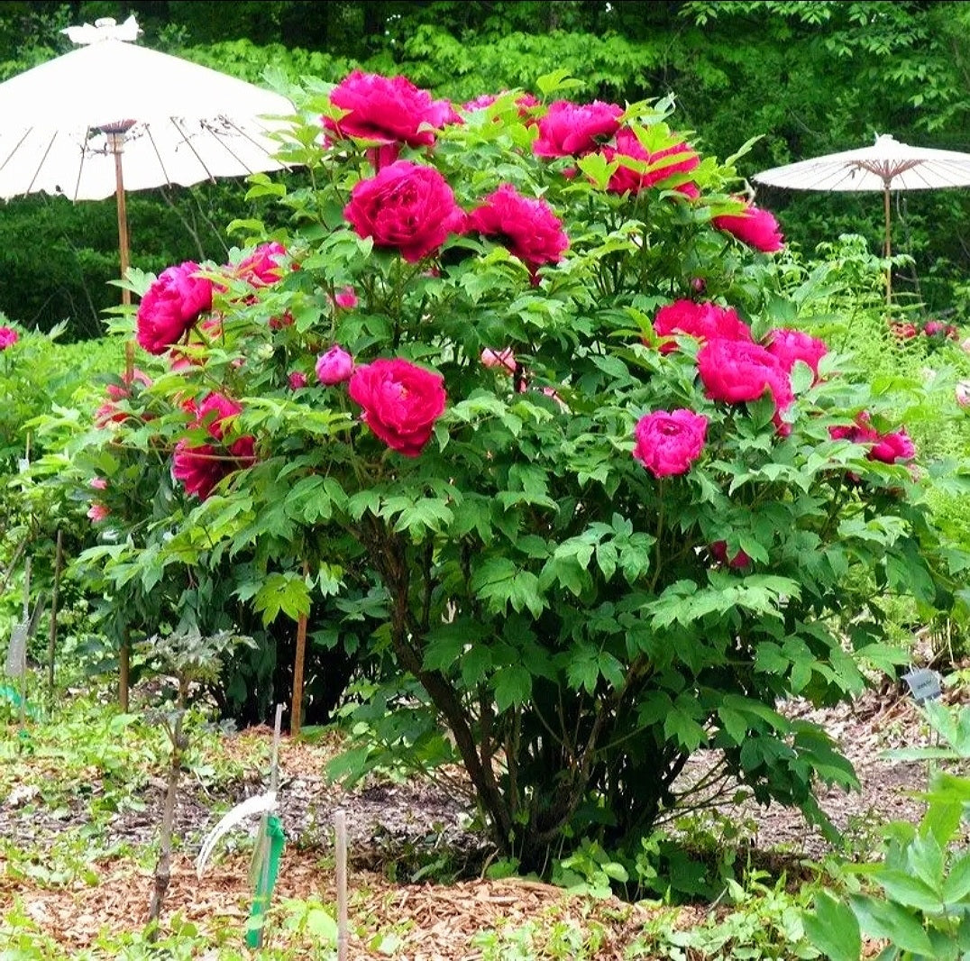 Paeonia' Louyang Red Tree Peony