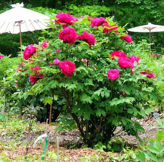 Paeonia' Louyang Red Tree Peony