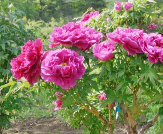 Paeonia' Silver Red Tree Peony