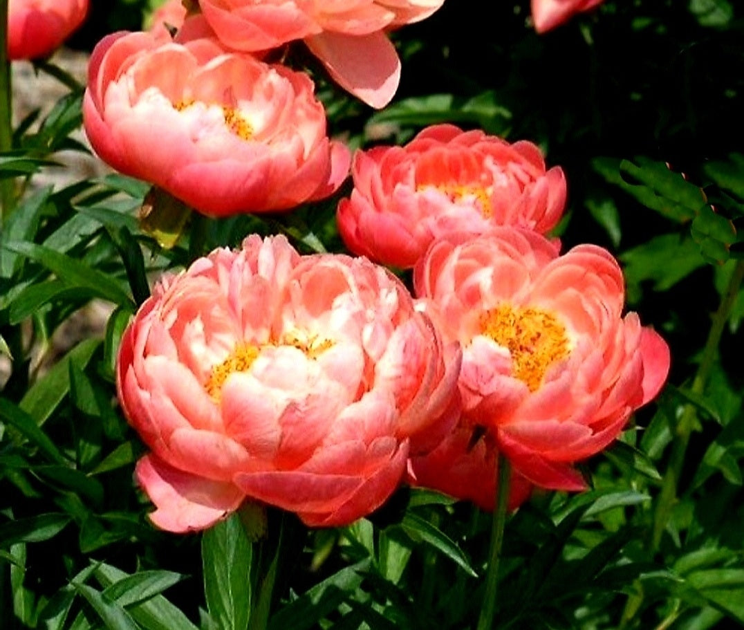 Paeonia' Coral Sunset Peony