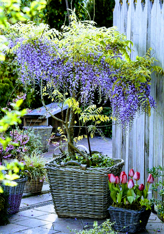 Wisteria' Domino Tree Wisteria