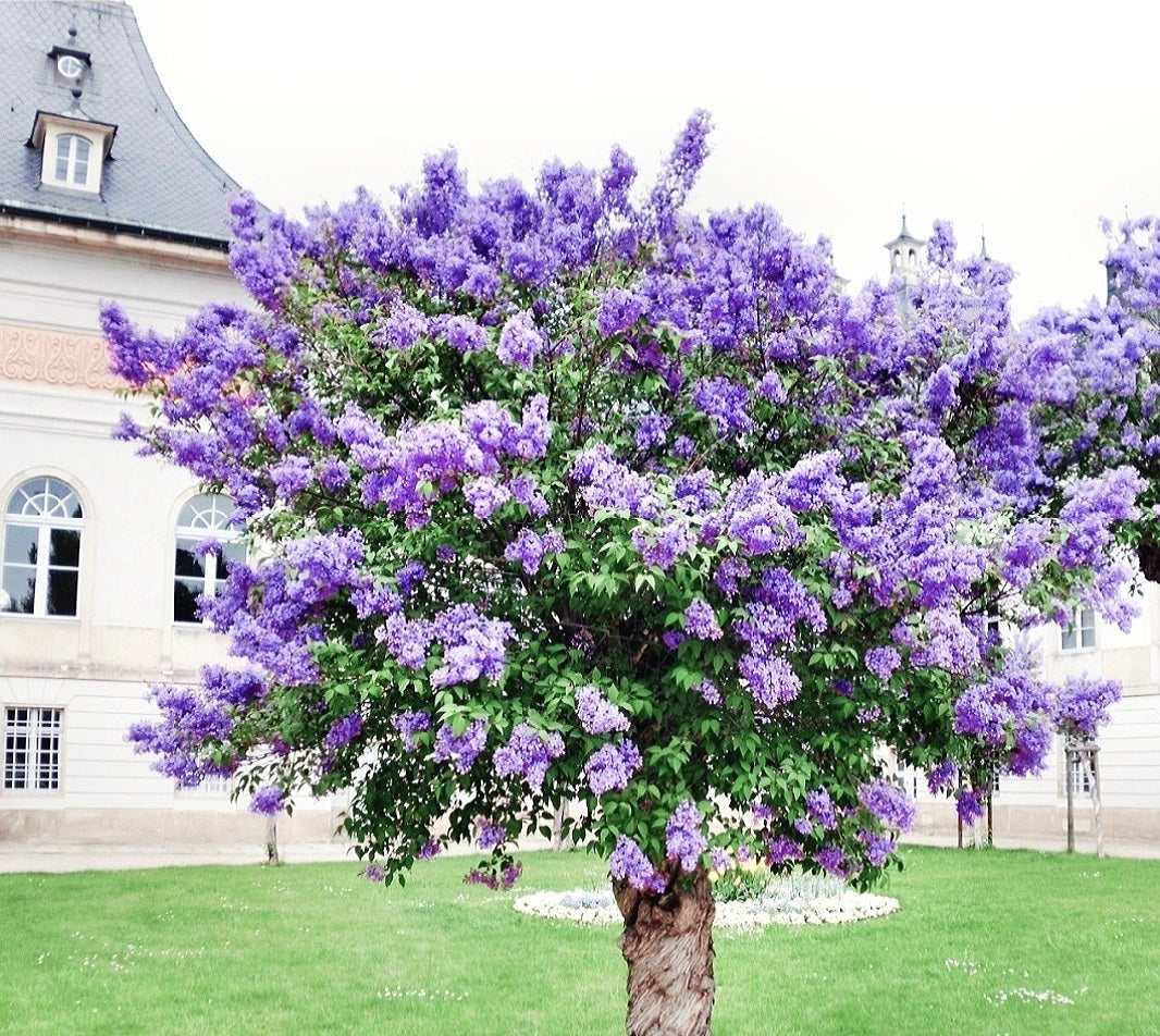 Syringa' Reblooming Bloomerang Dwarf Dark Purple Lilac Tree