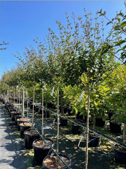 Syringa' Reblooming Bloomerang Dwarf Dark Purple Lilac Tree