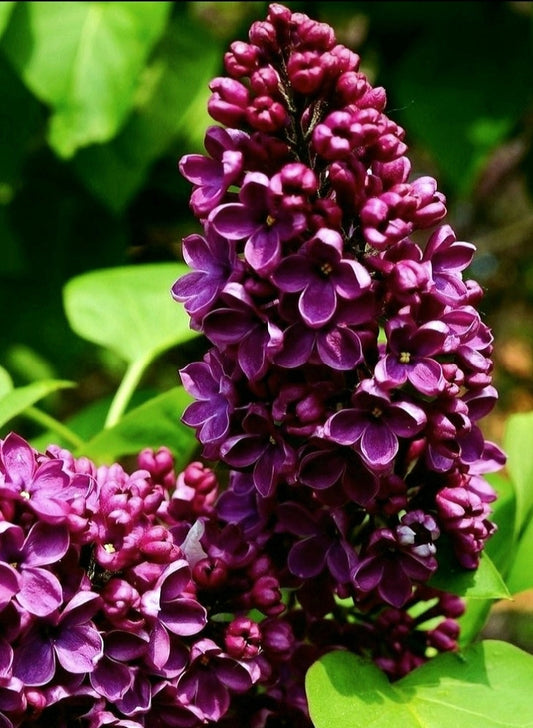 Syringa' Frank's Fancy Lilac