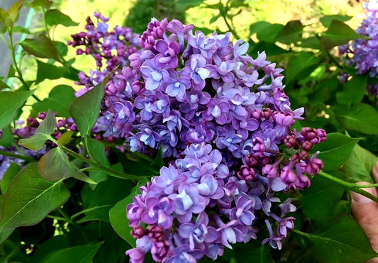 Syringa' Scentara™ Double Blue Lilac