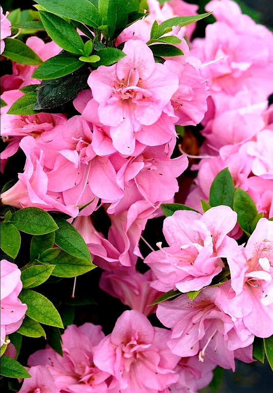 Rhododendron' Perfecto Mundo® Double Pink Reblooming Azalea