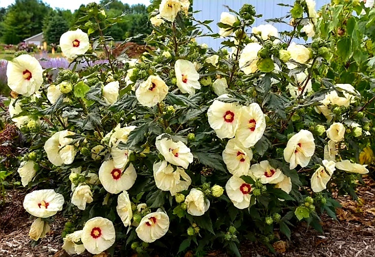 Hibiscus' Summerific® French Vanilla (Hardy/Perennial)