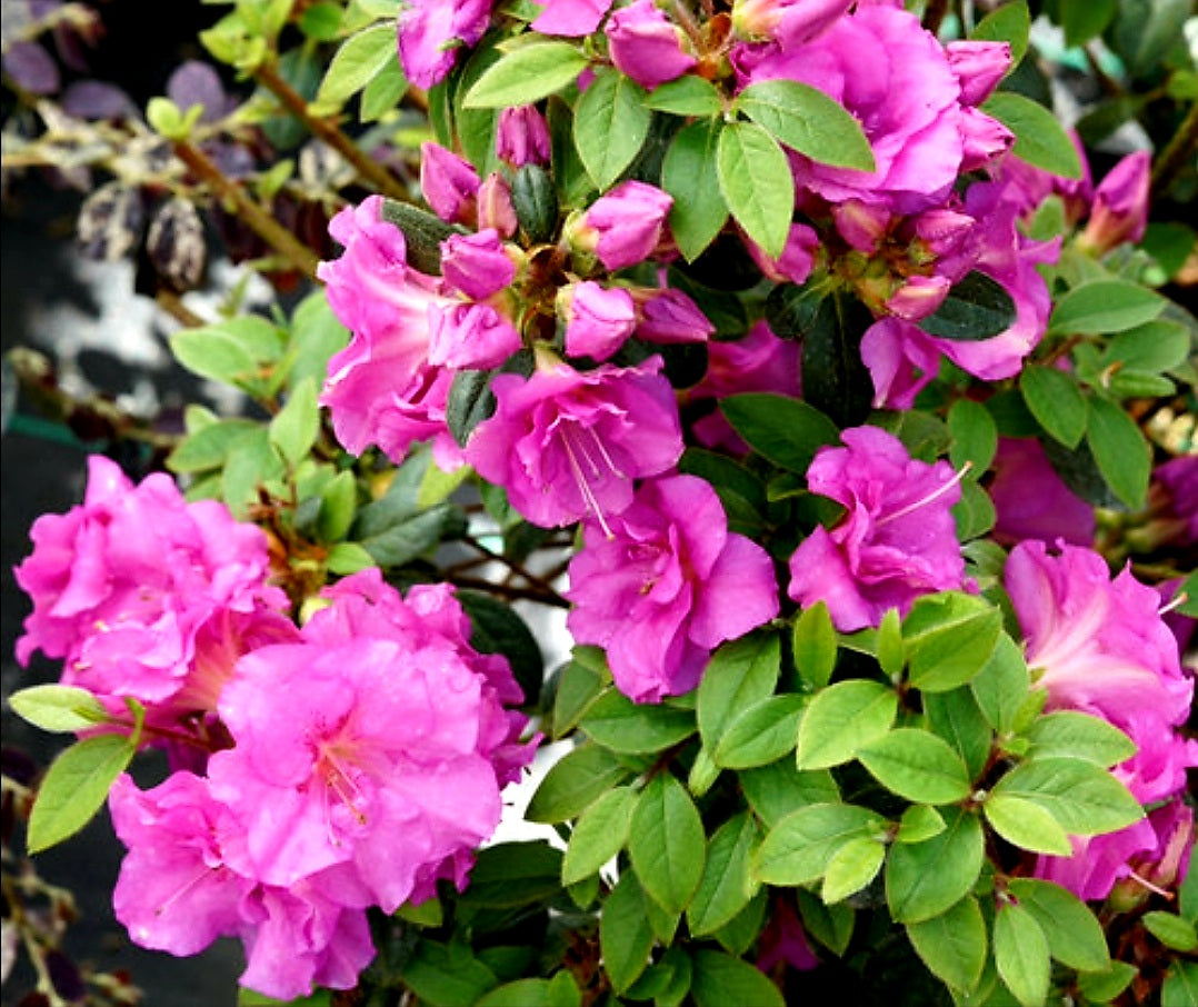 Rhododendron' Perfecto Mundo® Double Purple Reblooming Azalea