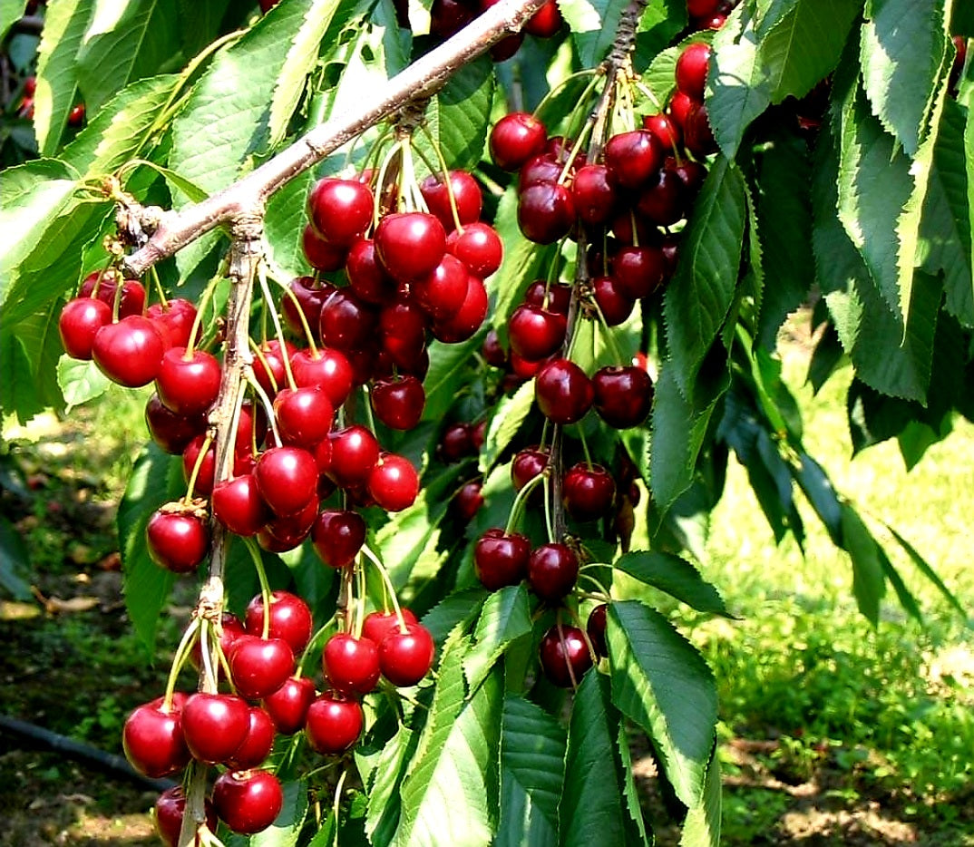 Prunus' Romance Series Cherry Buffet