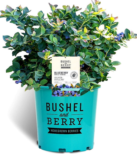 Vaccinium' Silver Dollar® Blueberry From Bushel and Berry® Cascade® Series