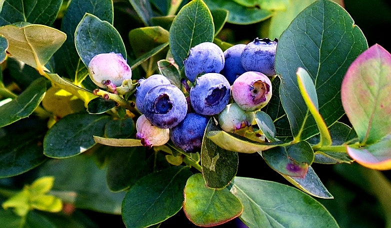 Vaccinium' Silver Dollar® Blueberry From Bushel and Berry® Cascade® Series