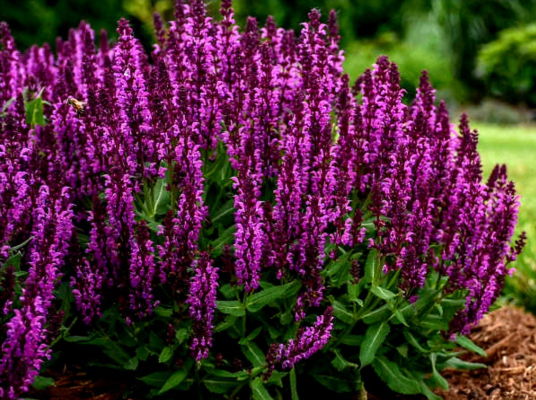 Salvia' Bumbleberry Sage