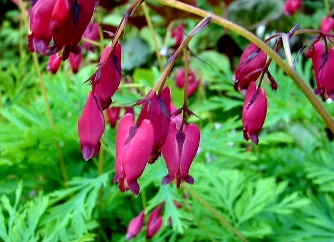 Dicentra' Bacchanal Dwarf Fernleaf Bleeding Heart