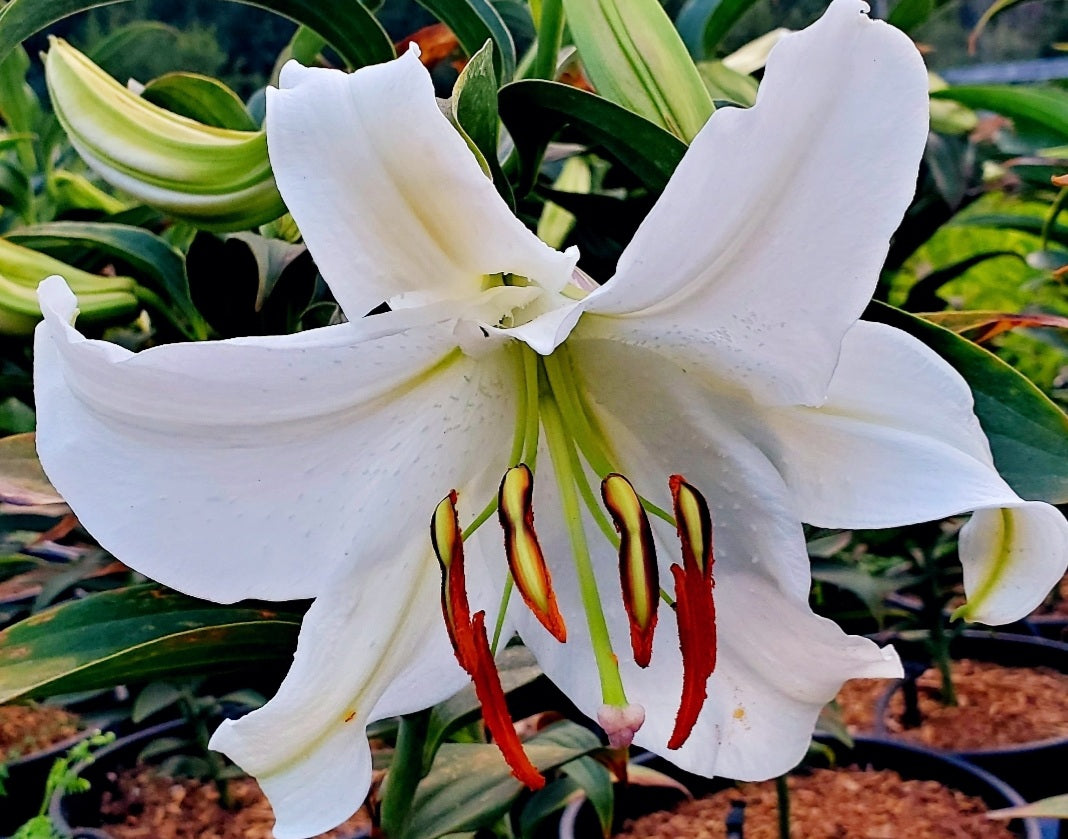 Lilium' Casa Blanca Oriental Lily