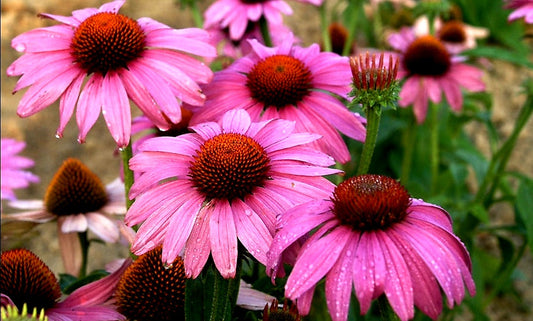 Echinacea' Prairie Splendor™ Rose Compact Coneflower