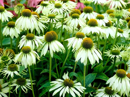 Echinacea' Baby Swan White Coneflower