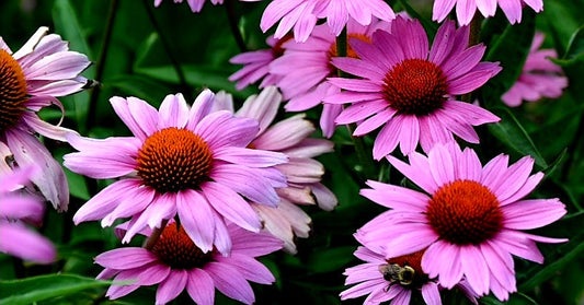 Echinacea' Magnus Superior Coneflower