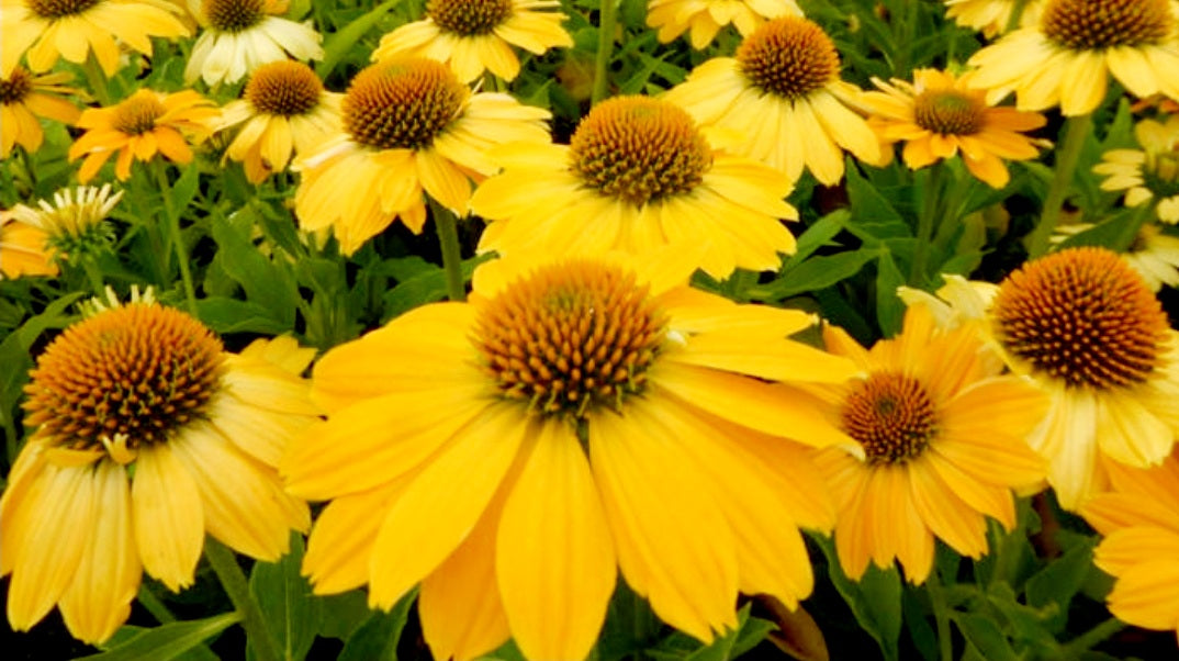 Echinacea' Tweety Coneflower