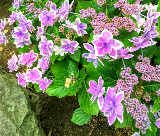 Hydrangea' Double Delights™ Star Gazer