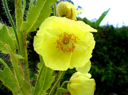 Meconopsis' Golden Himalayan Poppy