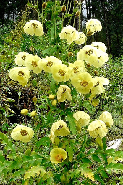 Meconopsis' Golden Himalayan Poppy