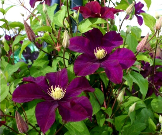 Clematis' Warsaw Nike